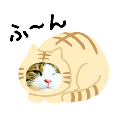 [LINEスタンプ] 猫のタビッチ！ 猫着ぐるみ猫 (日本語)