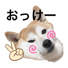 [LINEスタンプ] 柴犬チョコやで