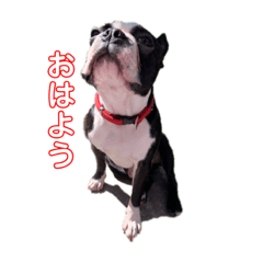 [LINEスタンプ] ボストンテリアのジジとガブ