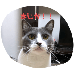 [LINEスタンプ] るちるのスタンプ