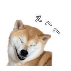 [LINEスタンプ] 芝犬のゆずです。