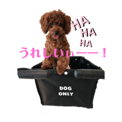 [LINEスタンプ] トイプー♥︎エド2