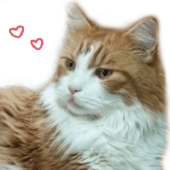 [LINEスタンプ] だいくろふみ