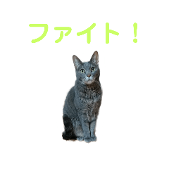 [LINEスタンプ] ねこ好き注意スタンプ