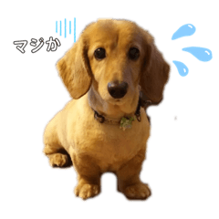 [LINEスタンプ] cokkie