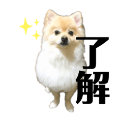 [LINEスタンプ] ポメラニアン スカイ