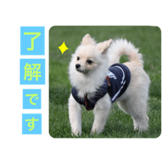 [LINEスタンプ] 我が家 の こまち 2