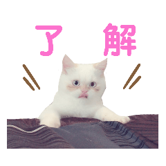 [LINEスタンプ] ニャンズ❤️