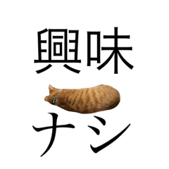 [LINEスタンプ] 完全実写猫スタンプ