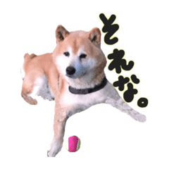 [LINEスタンプ] 柴犬ケン