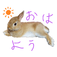 [LINEスタンプ] うさぎ(こむぎ)