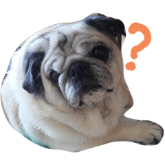 [LINEスタンプ] パグの『もち』PUG！