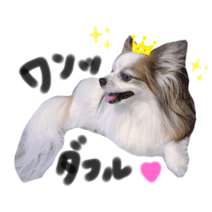 [LINEスタンプ] パピヨンのわんこたち