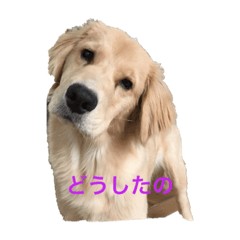 [LINEスタンプ] チョコとそら