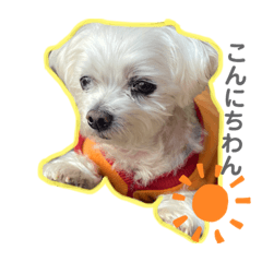 [LINEスタンプ] ぜっとん❤︎マルチーズ