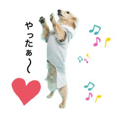 [LINEスタンプ] アッシュの日常生活(カニヘンダックス)①