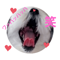 [LINEスタンプ] 秋田のびび(挨拶)