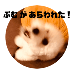 [LINEスタンプ] 白玉毛玉のぷむ太郎