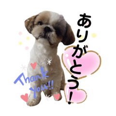 [LINEスタンプ] 愛犬シーズー ももすけのスタンプ
