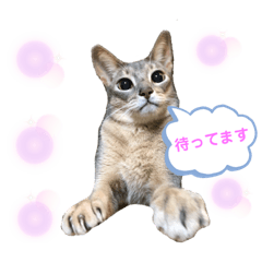 [LINEスタンプ] アビシニアン未来のご挨拶