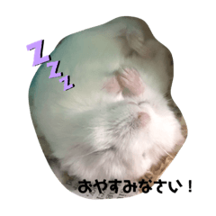 [LINEスタンプ] ポムちゃんスタンプその①