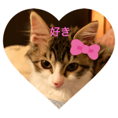 [LINEスタンプ] ニャンコのたまちゃんのつぶやき