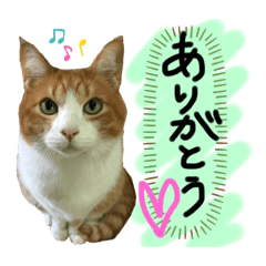 [LINEスタンプ] にゃんずファミリー