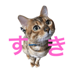 [LINEスタンプ] ベンガル猫マサラ