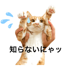 [LINEスタンプ] 西崎家の猫達