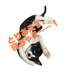 [LINEスタンプ] よく使える猫のスタンプ
