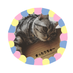 [LINEスタンプ] アメショのフロル