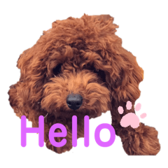 [LINEスタンプ] トイプー♥︎エド5