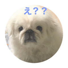 [LINEスタンプ] もふもふ姉弟+α