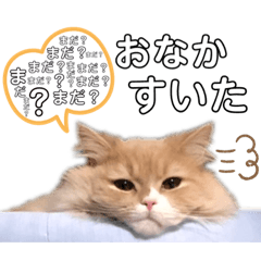 [LINEスタンプ] ビビとコアラの癒し猫♡