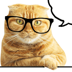 [LINEスタンプ] ネコのソル君による日常会話