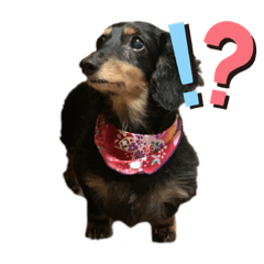 [LINEスタンプ] 大串家犬のスタンプ
