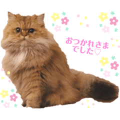 [LINEスタンプ] かわいいペルシャ猫⭐︎ユメちゃんスタンプ