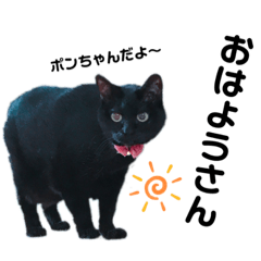 [LINEスタンプ] あだち家の猫達