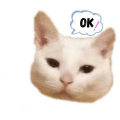 [LINEスタンプ] 猫のめろんスタンプ