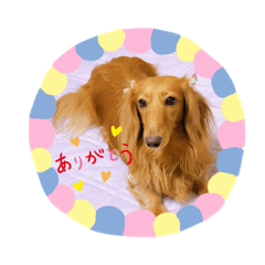 [LINEスタンプ] ダックスのミルちゃん♡