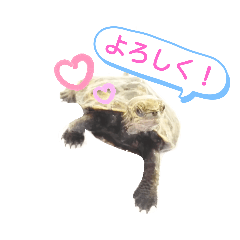 [LINEスタンプ] ニホンイシガメのらんちゃんの日常スタンプ