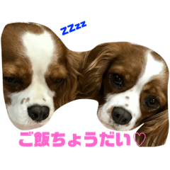 [LINEスタンプ] 世間話をする犬と猫