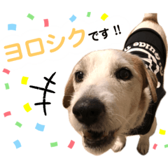 [LINEスタンプ] シュシュの日常(基本)