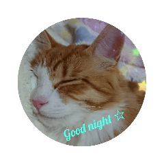 [LINEスタンプ] 猫の海くん