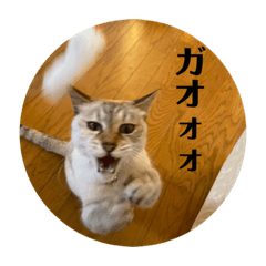 [LINEスタンプ] デイジーしか勝たん！