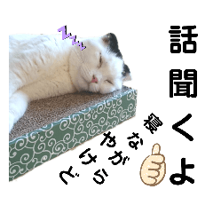 [LINEスタンプ] 白黒ネコの日常  パート2