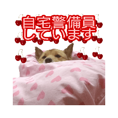 [LINEスタンプ] 雑種犬ラウルPart4