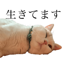 [LINEスタンプ] のなめさんちのちくわ①