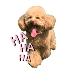 [LINEスタンプ] かさまつ家の犬達