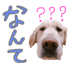[LINEスタンプ] ゴールデンレトリーバーのまるの気持ち